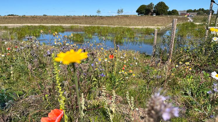 Damm med vass eller gräs i, i förgrunden låga blommor av olika slag, bland annat vallmo och präskrage. Blå himmel.