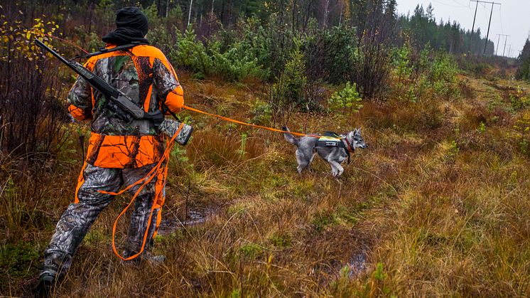 En jägare i orangefärgade kläder kliver i en granskog med en hund i koppel och ett gevär på ryggen.