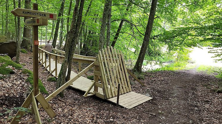 En träspång leder över marken genom gles bokskog bredvid en vattenansamling. 