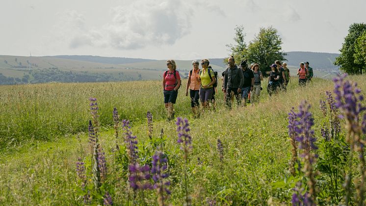 zu sehen sind eine Gruppe Wanderer, die durch die blühende Landschaft des Erzgebirges wandern