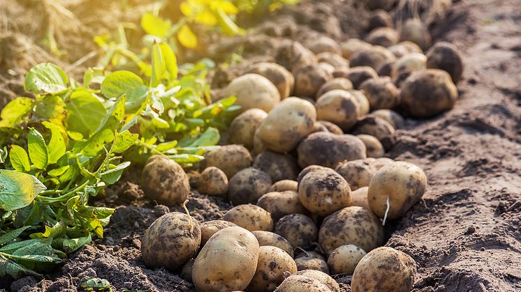 Nyskördad potatis i fältet.
