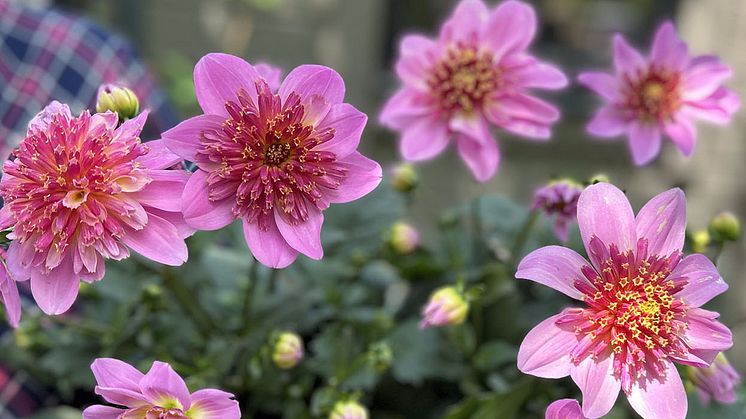 'Starburst Pink' är utnämnd till 2025 års Victoriadahlia 