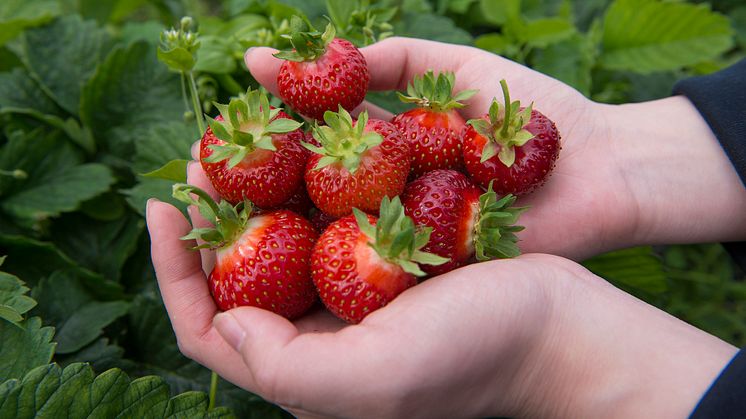 Händer som håller färska jordgubbar, plantor i bakgrunden