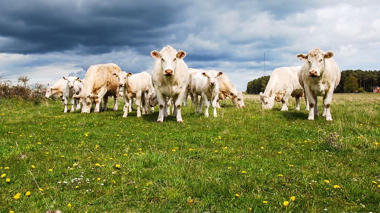 Nötdjur, charolais på bete.