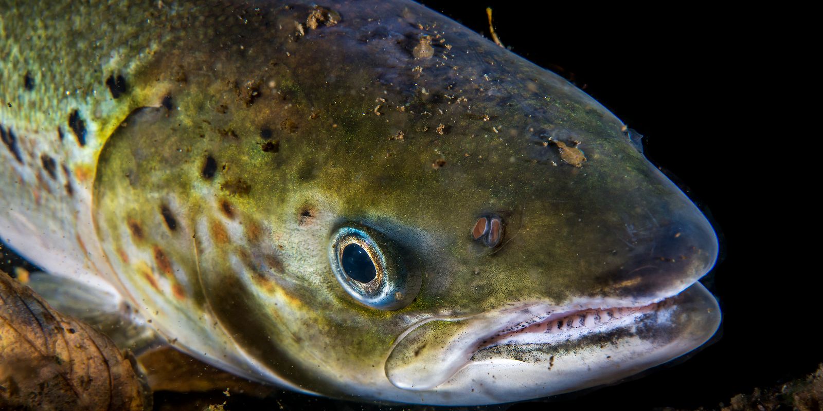 A salmon with several lice. Photo: Erling Svensen / Akvaplan-niva