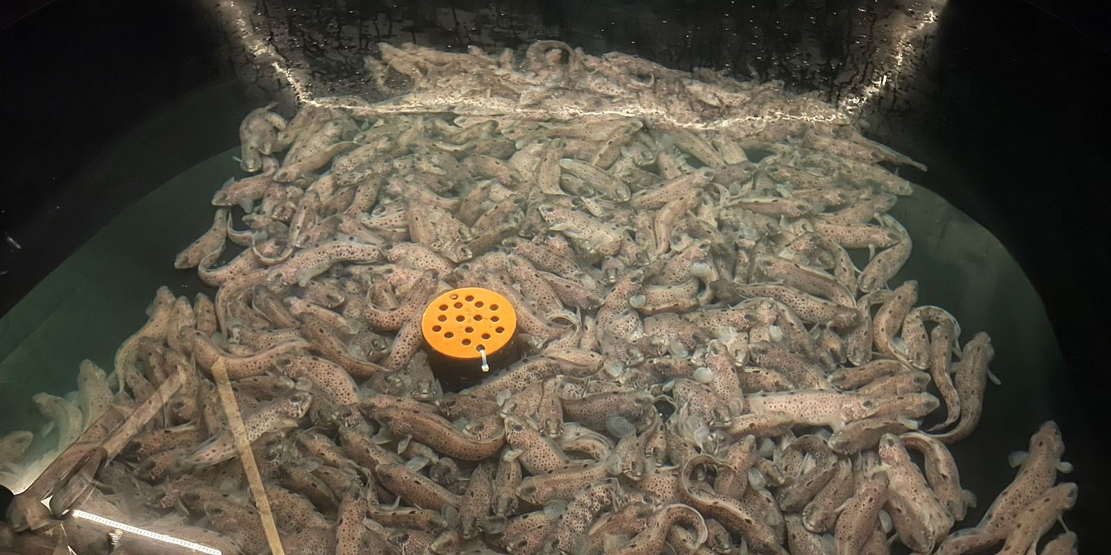 Spotted wolffish in a tank at the Akvaplan-niva Research and Innovation Station (Photo: Lars Olav Sparboe/Akvaplan-niva). 
