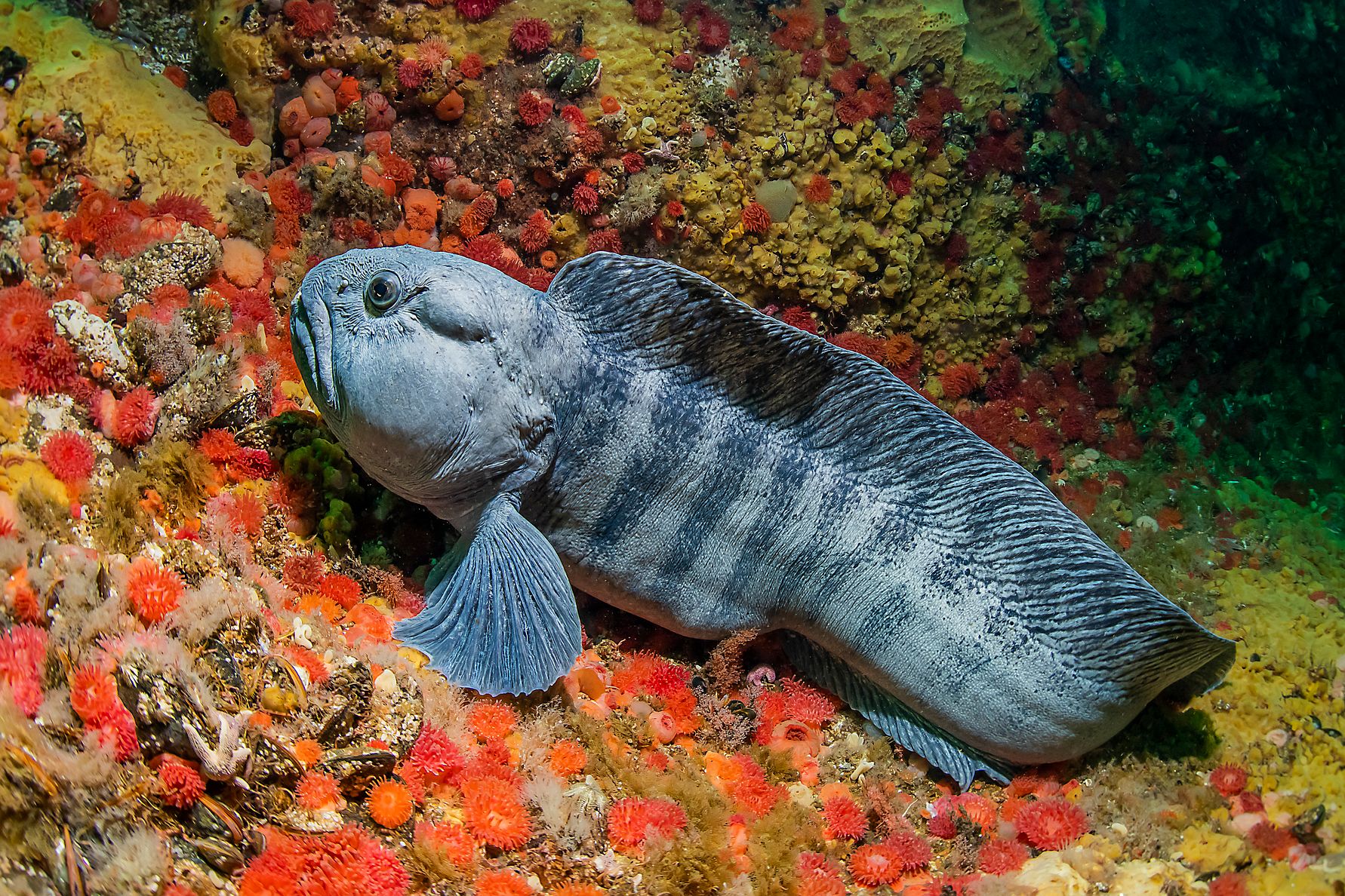 Anarhichas_lupus_13-09-2020_7.jpg
