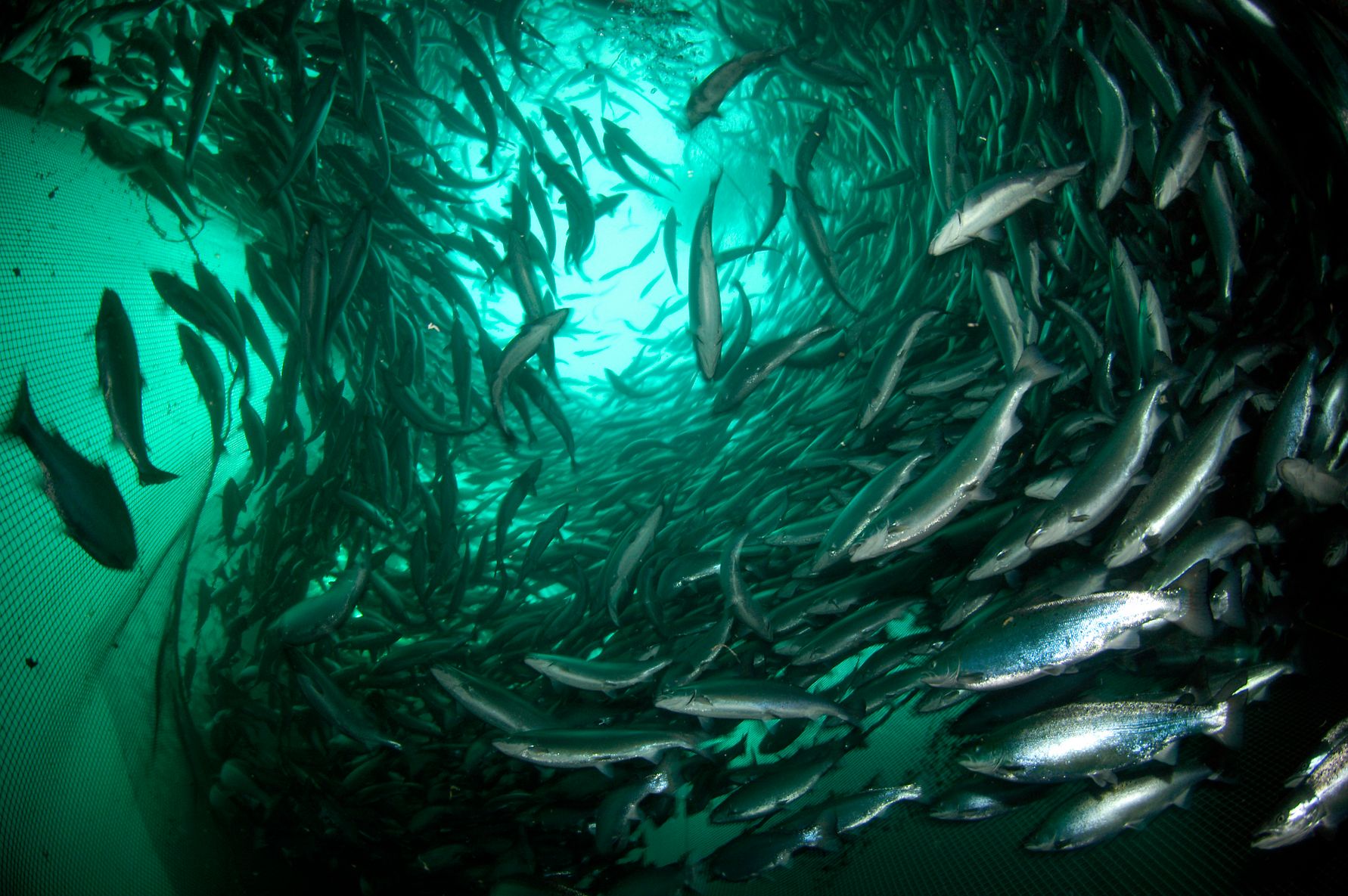 Salmo_salar_ES_04-03-06__5_.jpg