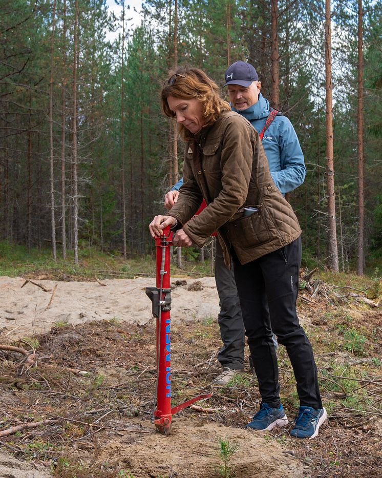 Planering av trädplanta vid lanseringen av Sara kulturskog.