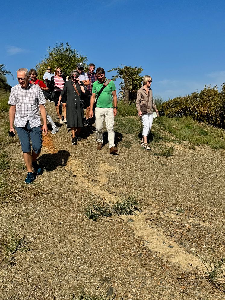 Grupp med flodkryssningsgäster promenerar vid vinodling
