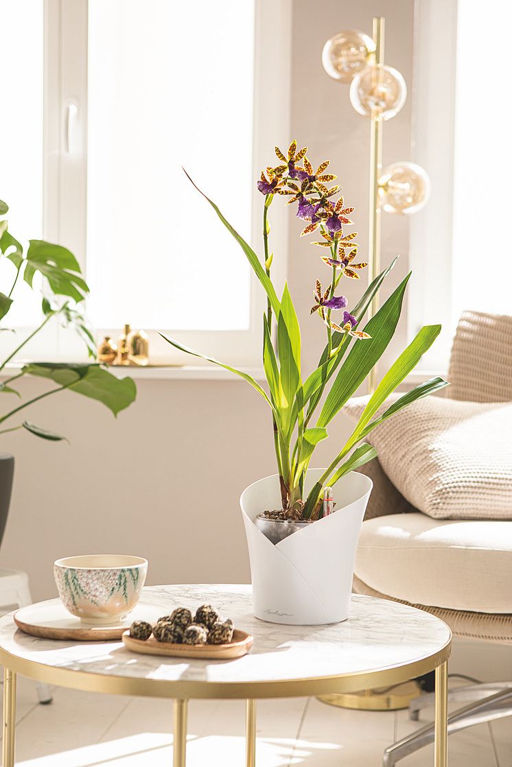 Eine blühende Orchidee steht in einem speziellen Orchideengefäß ORCHIDEA von LECHUZA auf einem Beistelltisch.