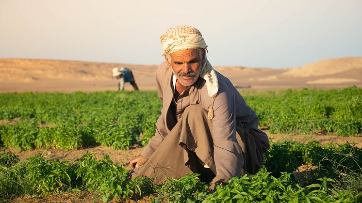 Agriculture dans le désert: culture de basilic
