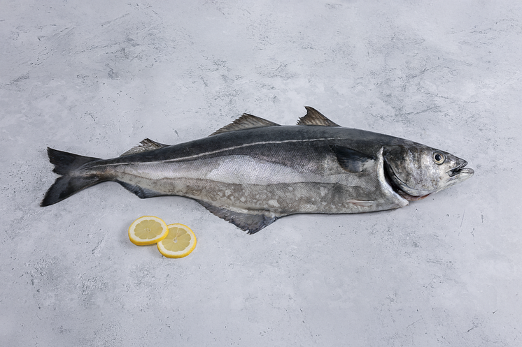 Saithe, whole fish with lemons on the side. 